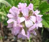 Geranium 'Attar of Roses'